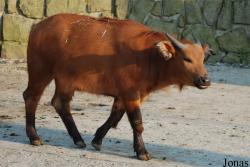 Zoo Dvůr Králové