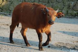 Zoo Dvůr Králové