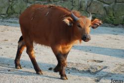 Zoo Dvůr Králové