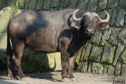 Zoo Dvůr Králové