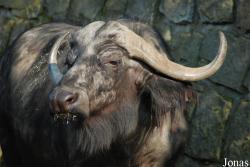 Zoo Dvůr Králové