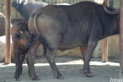 Zoo Dvůr Králové