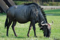 Zoo Dvůr Králové