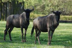 Zoo Dvůr Králové