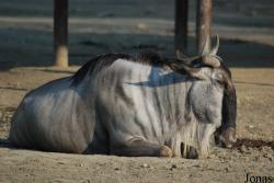 Zoo Dvůr Králové