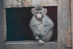 Macaca sp.