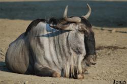Zoo Dvůr Králové