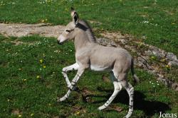 Zoo Dvůr Králové