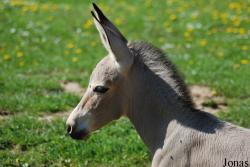 Zoo Dvůr Králové