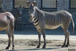 Zoo Dvůr Králové