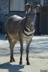 Zoo Dvůr Králové