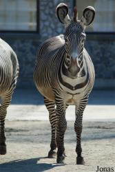 Zoo Dvůr Králové