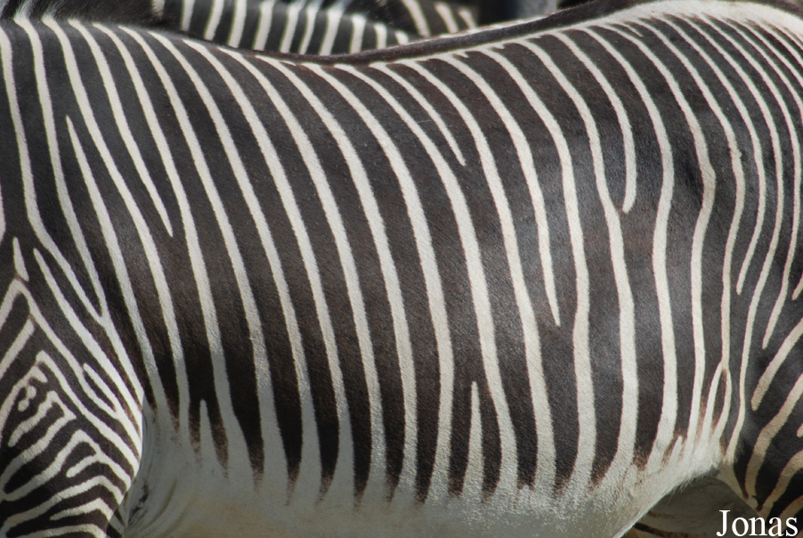 Zoo Dvůr Králové