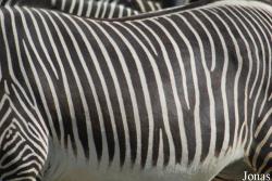 Zoo Dvůr Králové