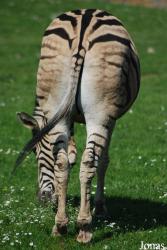 Zoo Dvůr Králové