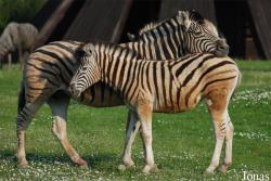 Zoo Dvůr Králové