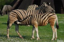Zoo Dvůr Králové