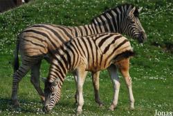 Zoo Dvůr Králové