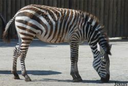 Zoo Dvůr Králové