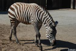 Zoo Dvůr Králové