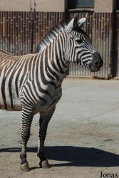 Zoo Dvůr Králové