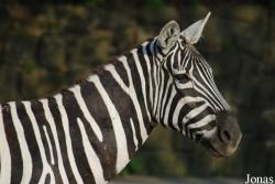 Zoo Dvůr Králové