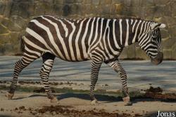 Zoo Dvůr Králové