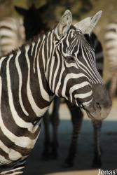 Zoo Dvůr Králové