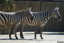 Zoo Dvůr Králové