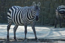 Zoo Dvůr Králové