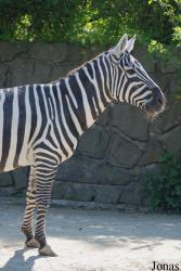 Zoo Dvůr Králové