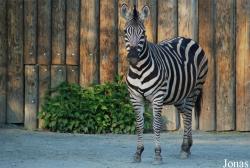 Zoo Dvůr Králové