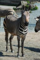 Zoo Dvůr Králové