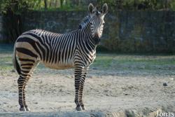 Zoo Dvůr Králové