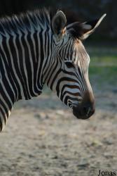 Zoo Dvůr Králové