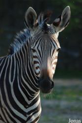 Zoo Dvůr Králové