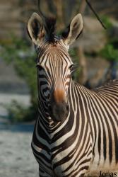 Zoo Dvůr Králové