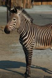 Zoo Dvůr Králové