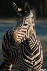 Zoo Dvůr Králové
