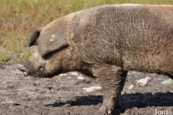 Cochon Rotbunte Husumer Protestschwein