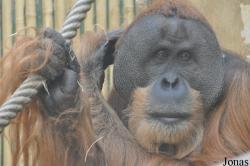 Primates