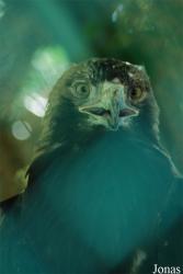 Grădina Zoologică Bucuresti