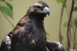 Aquila heliaca
