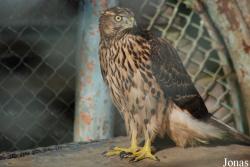 Zoo Brasov