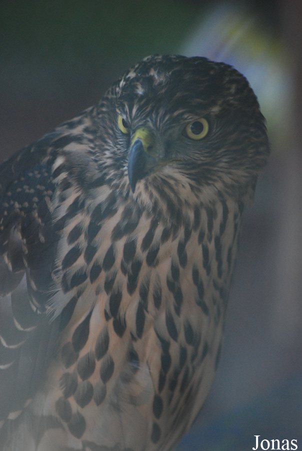 Zoo Brasov