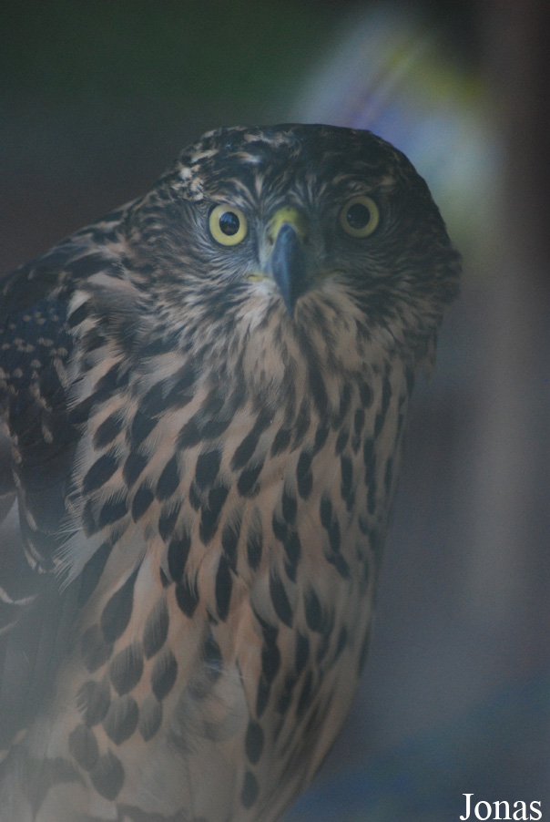 Zoo Brasov