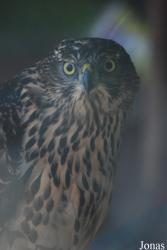 Zoo Brasov
