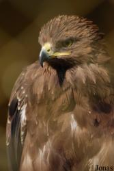Zoo Brasov