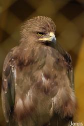 Zoo Brasov