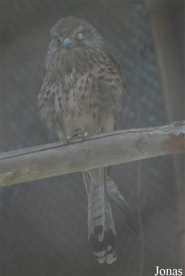 Zoo Brasov